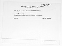 Lophodermium pinastri image